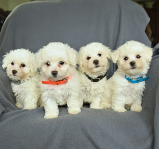 Wunderschöne Bichon Frisé Welpen für die ganze Familie