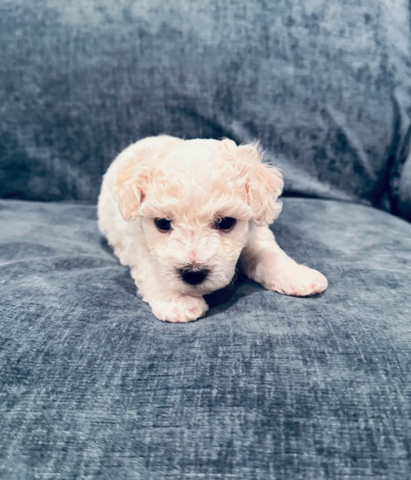Wunderschöne Bichon Frisé Welpen für die ganze Familie