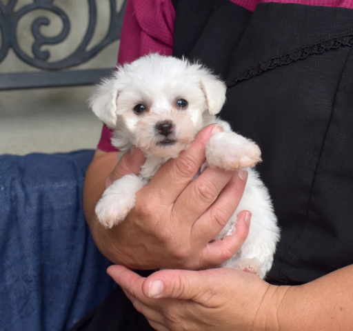 Wunderschöne Bichon Frisé Welpen für die ganze Familie