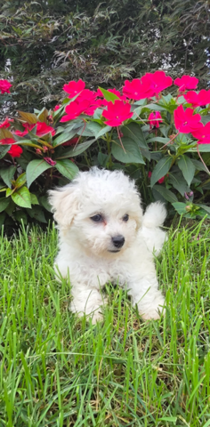 Wunderschöne Bichon Frisé Welpen für die ganze Familie