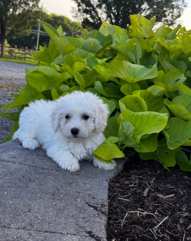 Wunderschöne Bichon Frisé Welpen für die ganze Familie