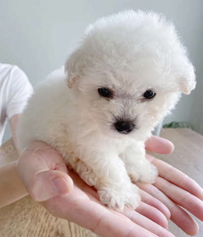 Wunderschöne Bichon Frisé Welpen für die ganze Familie