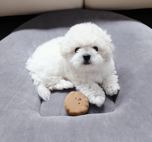 Wunderschöne Bichon Frisé Welpen für die ganze Familie
