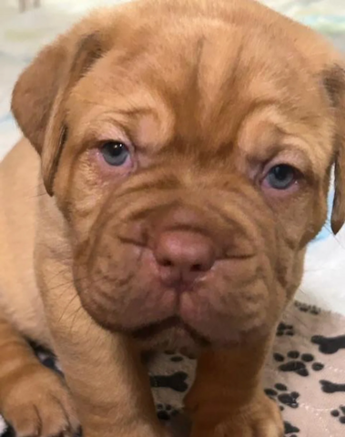 Freundliche Bordeauxdoggenwelpen suchen liebevolle Besitzer
