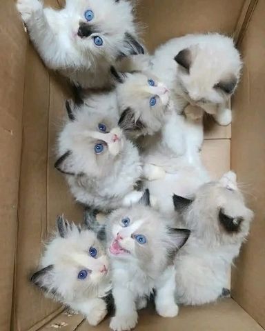 Wunderschöne Ragdoll-Kätzchen.