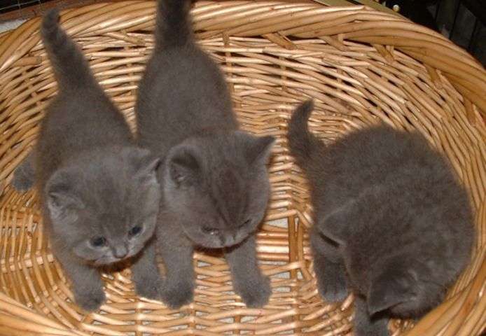 Gesund Britisch Kurzhaar Katzchen