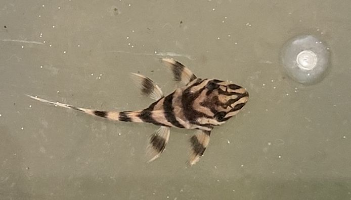 wunderschöne L 398 Welse, Altamira Holzfresser, Panaqolus tankei
