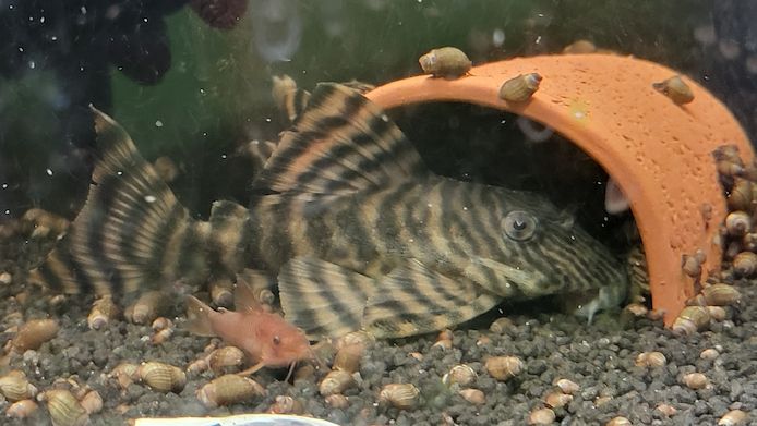 wunderschöne L 398 Welse, Altamira Holzfresser, Panaqolus tankei