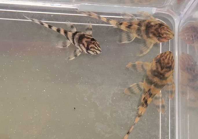 wunderschöne L 398 Welse, Altamira Holzfresser, Panaqolus tankei