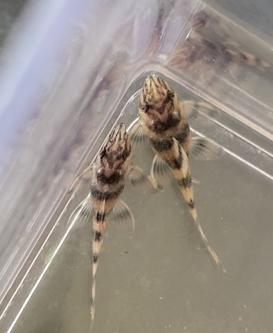 wunderschöne L 398 Welse, Altamira Holzfresser, Panaqolus tankei