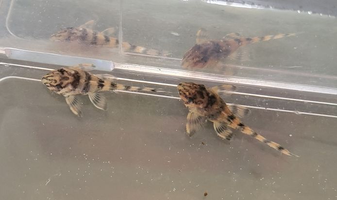 wunderschöne L 398 Welse, Altamira Holzfresser, Panaqolus tankei