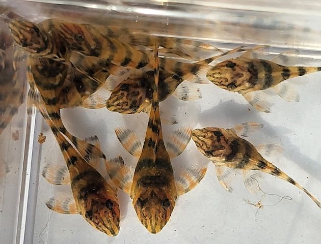 wunderschöne L 398 Welse, Altamira Holzfresser, Panaqolus tankei