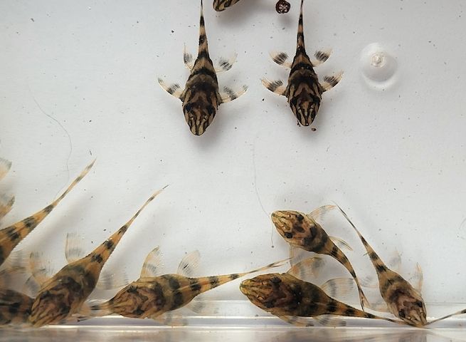 wunderschöne L 398 Welse, Altamira Holzfresser, Panaqolus tankei