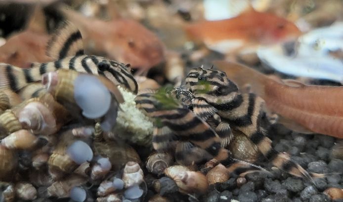 wunderschöne L 398 Welse, Altamira Holzfresser, Panaqolus tankei