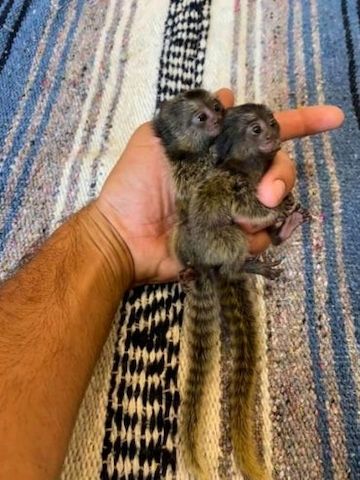 Süße, liebe Marmoset-Äffchen