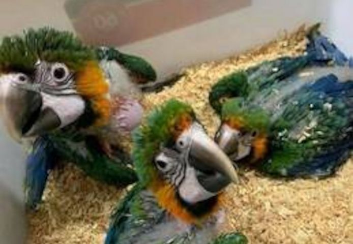 Gesunde Papageien und befruchtete Papageieneier zu verkaufen.