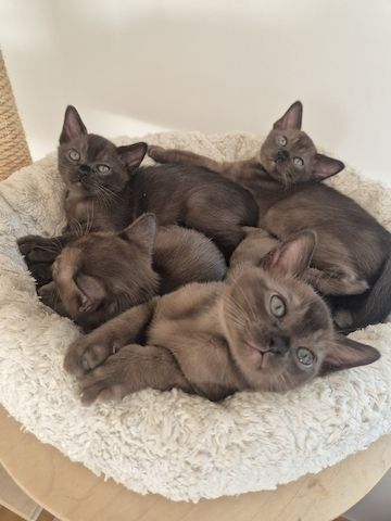 Burma kitten
