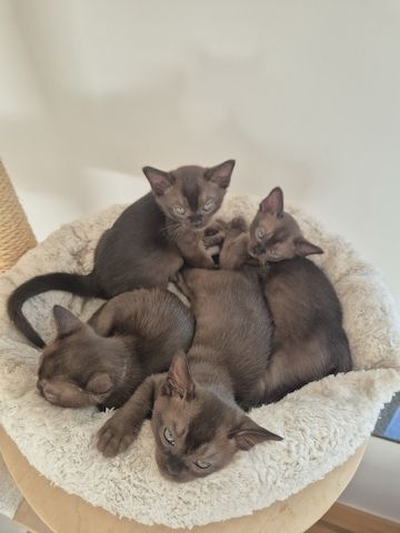 Burma kitten