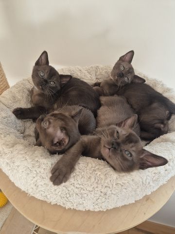 Burma kitten