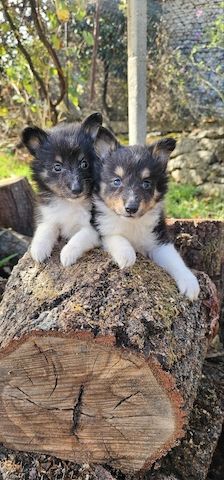 Sheltie-Welpen, Mädchen und ein Junge