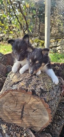 Sheltie-Welpen, Mädchen und ein Junge