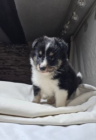 Sheltie-Welpen, Mädchen und ein Junge
