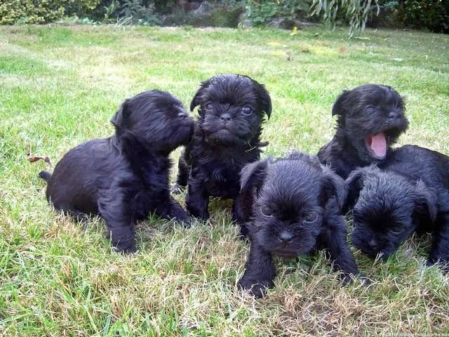 Affenpinscher-Welpen. WhatsApp: +44 7469 456352