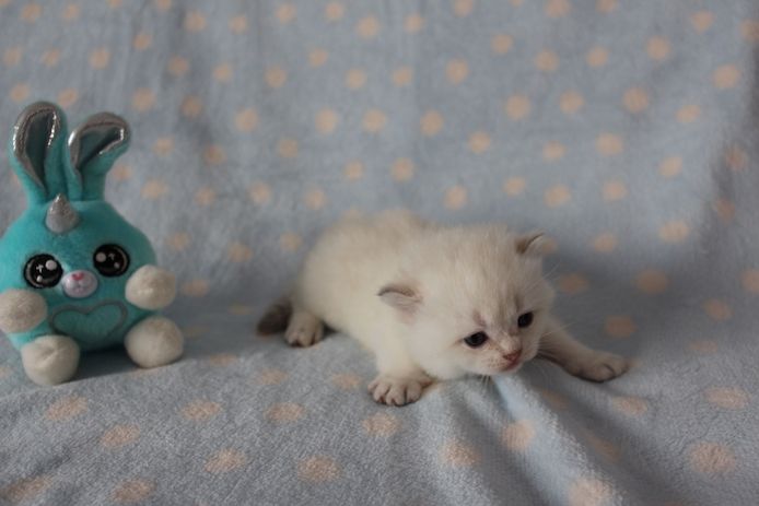 Reinrassige BKH Kitten