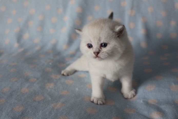 Reinrassige BKH Kitten