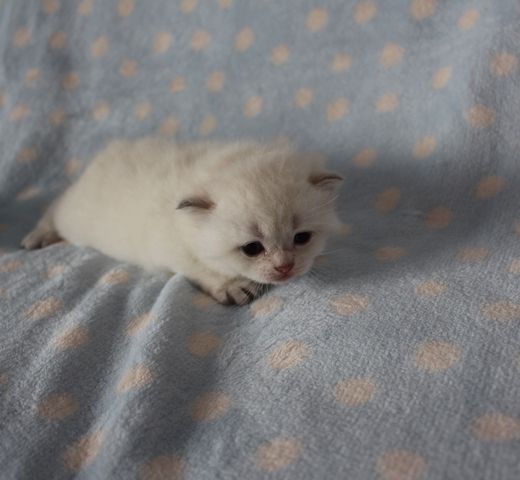 Reinrassige BKH Kitten