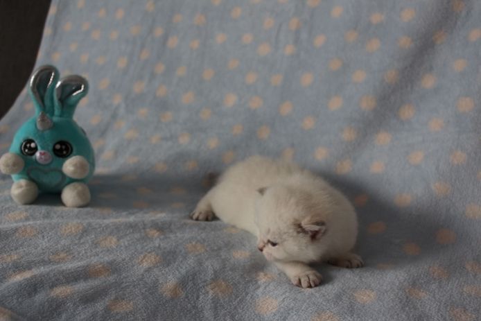 Reinrassige BKH Kitten