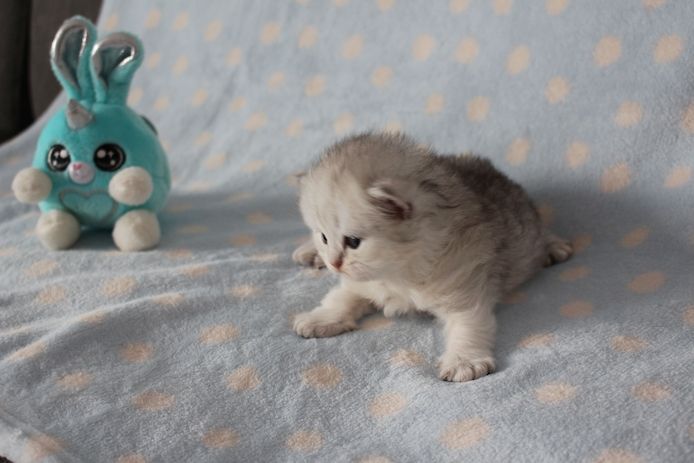 Reinrassige BKH Kitten