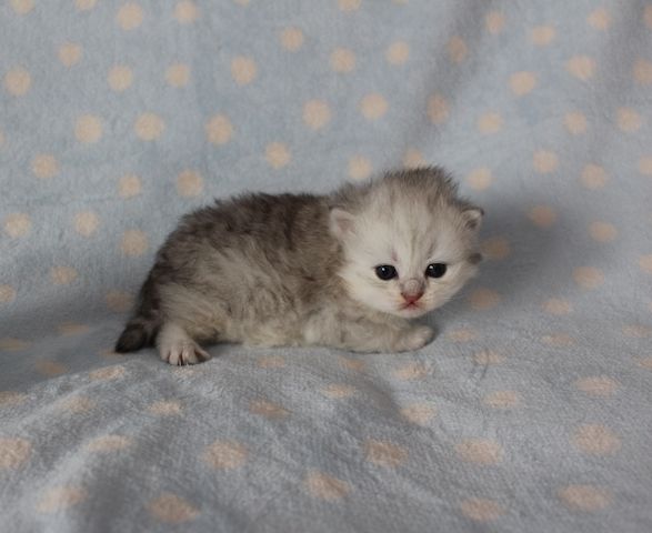 Reinrassige BKH Kitten