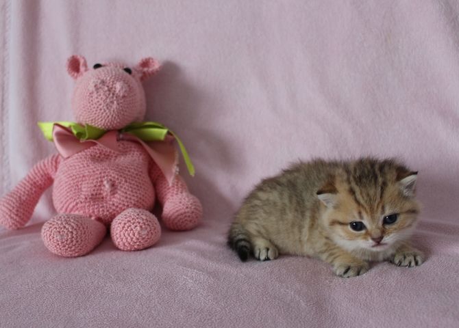 Reinrassige BKH Kitten