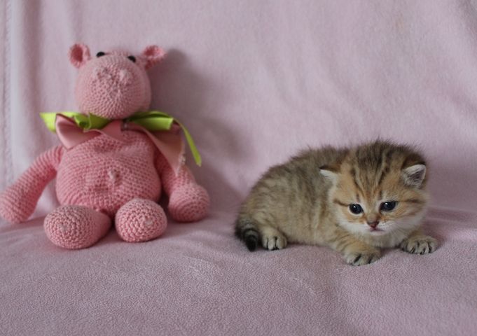 Reinrassige BKH Kitten