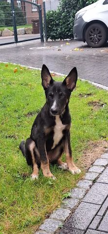 Welpe Melaina (Schon auf Pflegestelle in Deutschland :)
