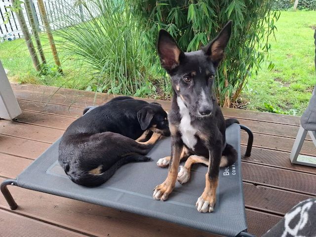 Welpe Melaina (Schon auf Pflegestelle in Deutschland :)