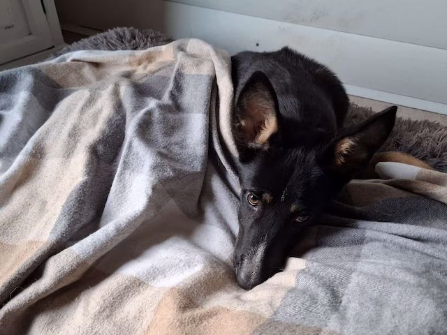 Welpe Melaina (Schon auf Pflegestelle in Deutschland :)
