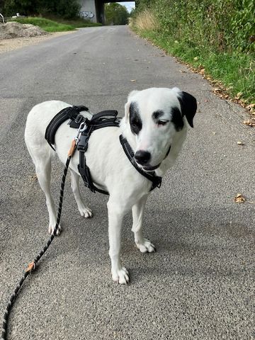 Beverly (Schon auf Pflegestelle in Deutschland :)