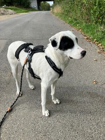 Beverly (Schon auf Pflegestelle in Deutschland :)
