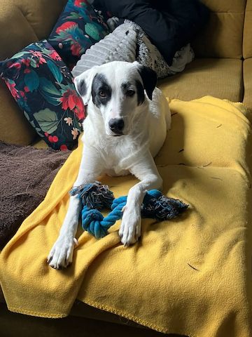 Beverly (Schon auf Pflegestelle in Deutschland :)