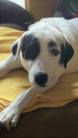 Beverly (Schon auf Pflegestelle in Deutschland :)