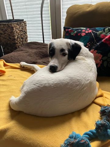 Beverly (Schon auf Pflegestelle in Deutschland :)