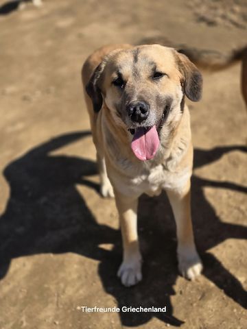 Momo (Auch Pflegestelle gesucht)