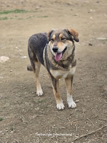 Lucky (Auch Pflegestelle gesucht)