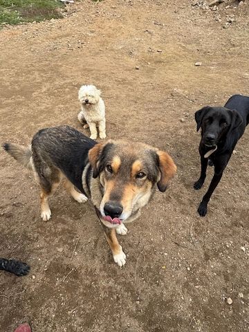 Lucky (Auch Pflegestelle gesucht)