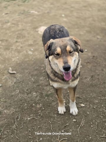 Lucky (Auch Pflegestelle gesucht)