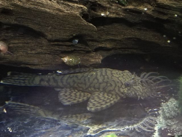 Wurmlinien Wels Ancistrus sp. Rio Tocantins