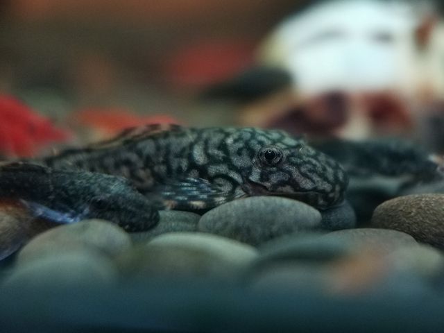 Wurmlinien Wels Ancistrus sp. Rio Tocantins