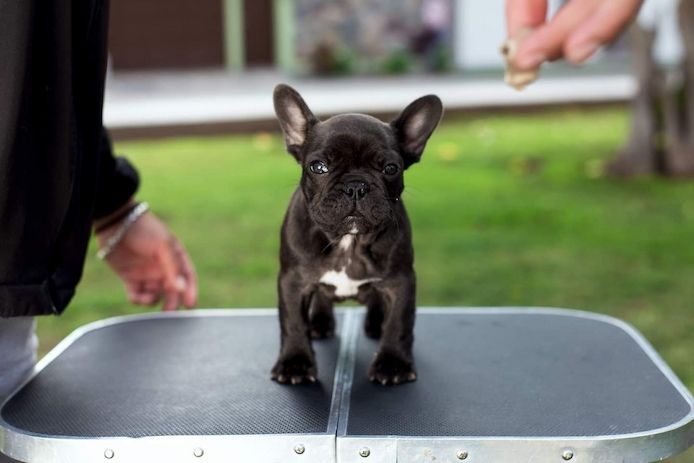Französische Bulldoggen-Welpen abzugeben